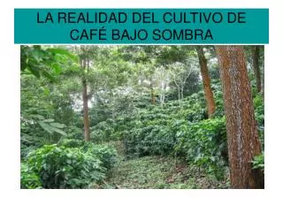 LA REALIDAD DEL CULTIVO DE CAFÉ BAJO SOMBRA