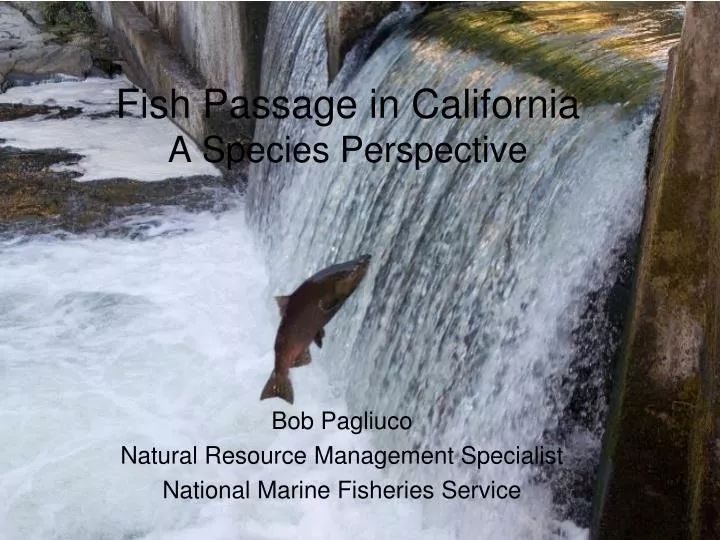 fish passage in california a species perspective