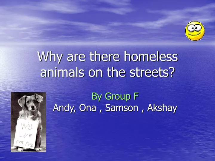 why are there homeless animals on the streets