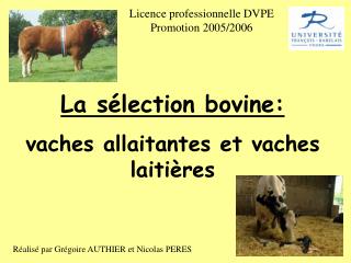 La sélection bovine: vaches allaitantes et vaches laitières