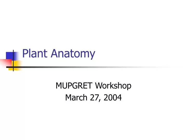 plant anatomy