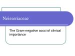 Neisseriaceae - slide 1
