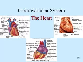 Cardiovascular System The Heart