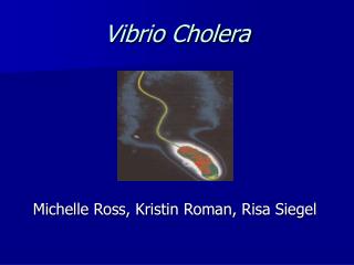Vibrio Cholera