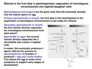 Meiosis is the first step in gametogenesis: separation of homologous chromosomes into haploid daughter cells
