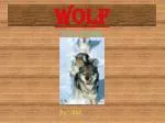 Wolf - slide 1