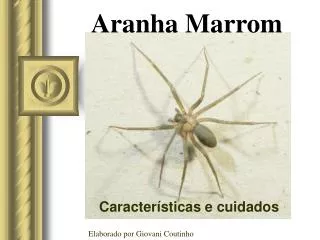 Aranha Marrom