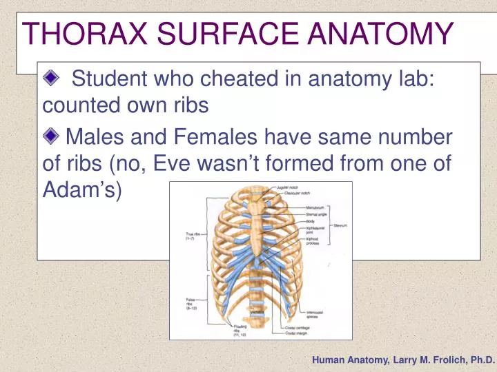 thorax surface anatomy