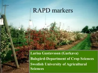 RAPD markers