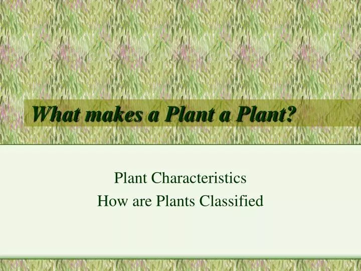 what makes a plant a plant