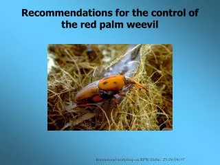 Recommendations for the control of the red palm weevil