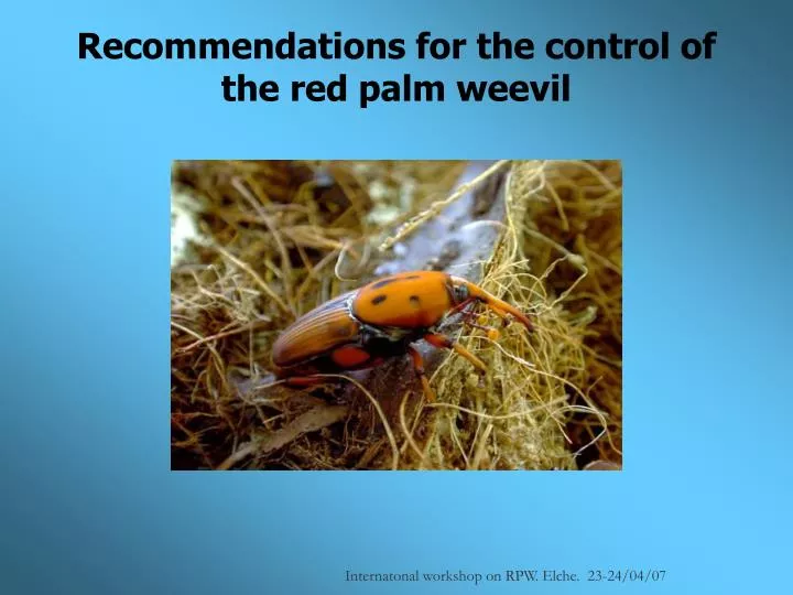 recommendations for the control of the red palm weevil