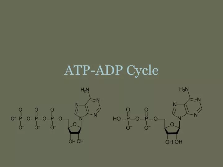 atp adp cycle
