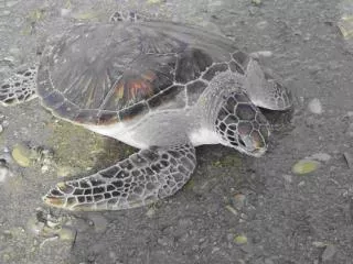 history of sea turtle populations in the sultanate of oman