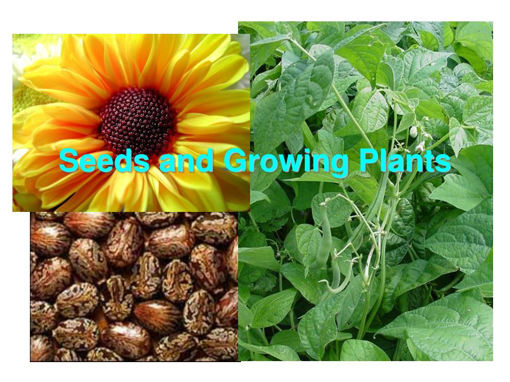 PPT - Seeds and Growing Plants PowerPoint Presentation, free download ...