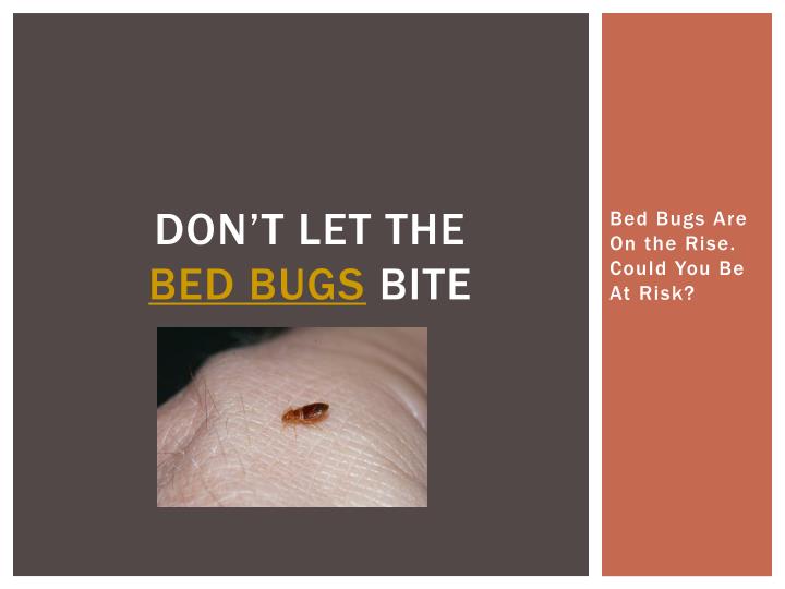 don t let the bed bugs bite