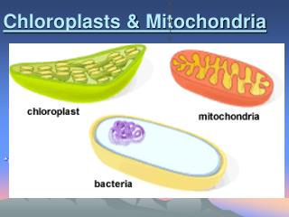 Chloroplasts &amp; Mitochondria