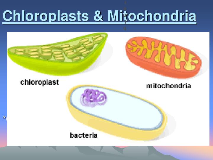 chloroplasts mitochondria