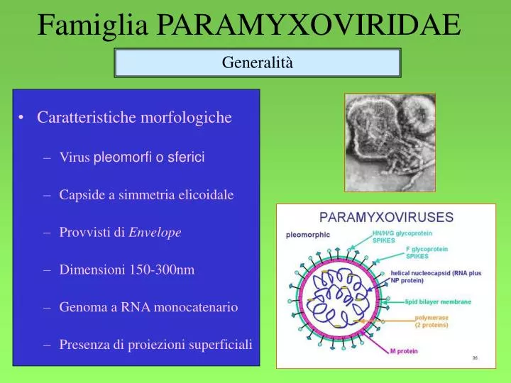 famiglia paramyxoviridae