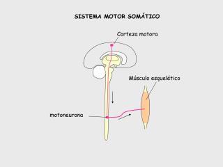 Músculo esquelético