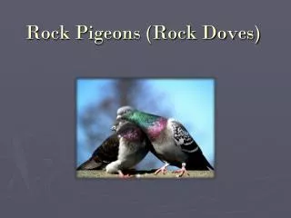 Rock Pigeons (Rock Doves)