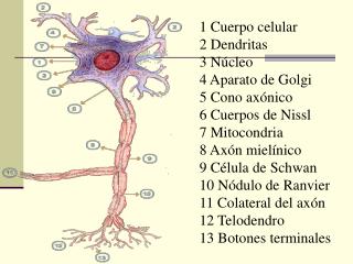 1 Cuerpo celular 2 Dendritas 3 Núcleo 4 Aparato de Golgi 5 Cono axónico 6 Cuerpos de Nissl 7 Mitocondria 8 Axón m
