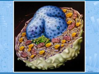 1. Les membranes 2. La surface cellulaire 3. Les mitochondries 4. Le réticulum endoplasmique 5. L’appareil de Golgi-exoc
