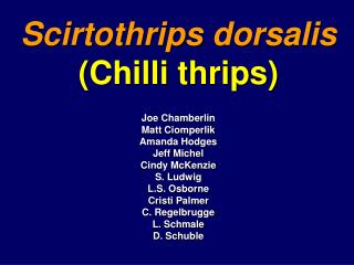 Scirtothrips dorsalis (Chilli thrips)