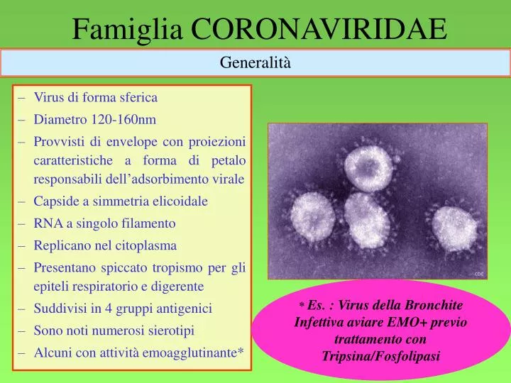 famiglia coronaviridae