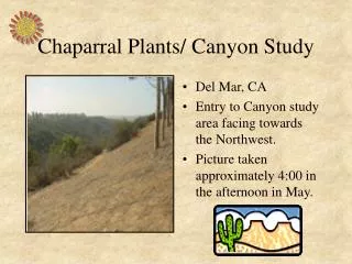 Chaparral Plants/ Canyon Study