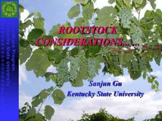 ROOTSTOCK CONSIDERATIONS... ...