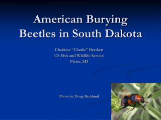 American Burying Beetles in South Dakota