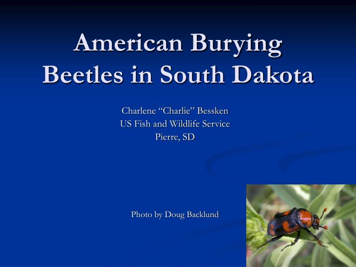 american burying beetles in south dakota