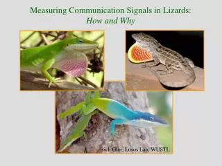 Measuring Communication Signals in Lizards: How and Why