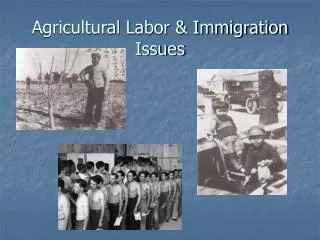 Agricultural Labor &amp; Immigration Issues