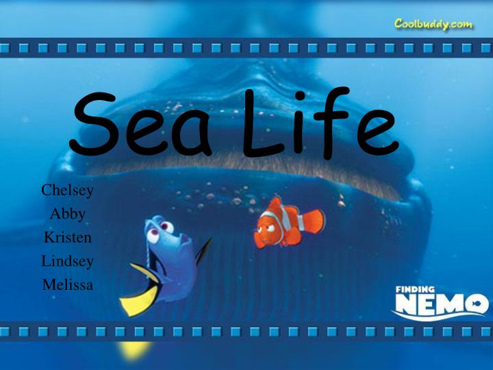 sea life