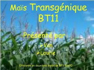 Maïs Transgénique BT11