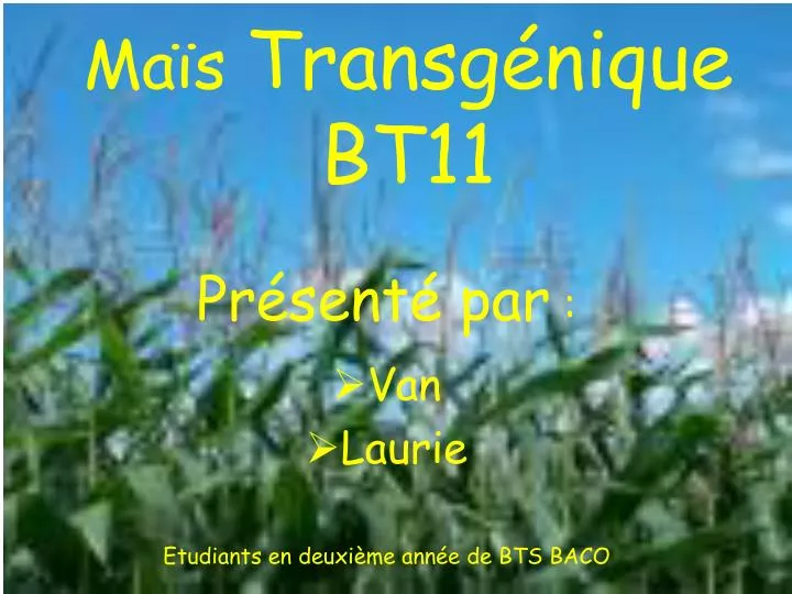 ma s transg nique bt11