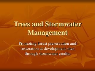Trees and Stormwater Management
