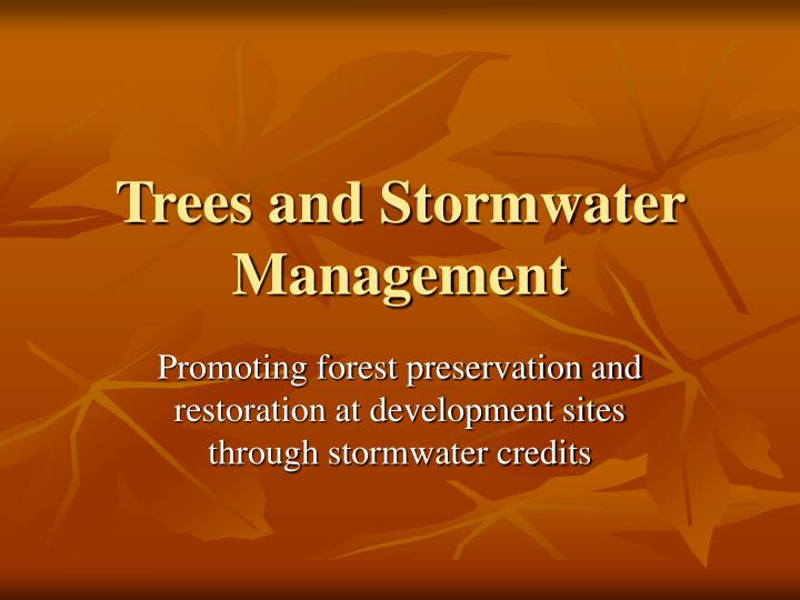 trees and stormwater management
