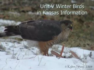 Unit V Winter Birds in Kansas Information