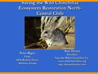 Saving the Wild Chinchillas Ecosystem Restoration North-Central Chile