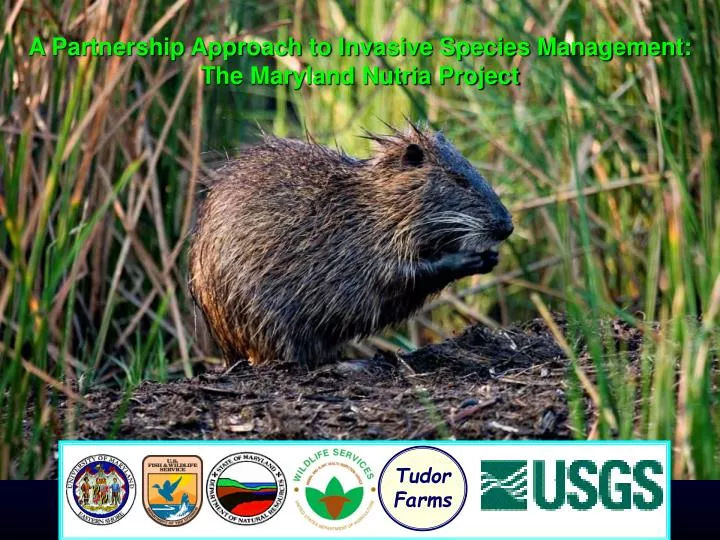 a partnership approach to invasive species management the maryland nutria project