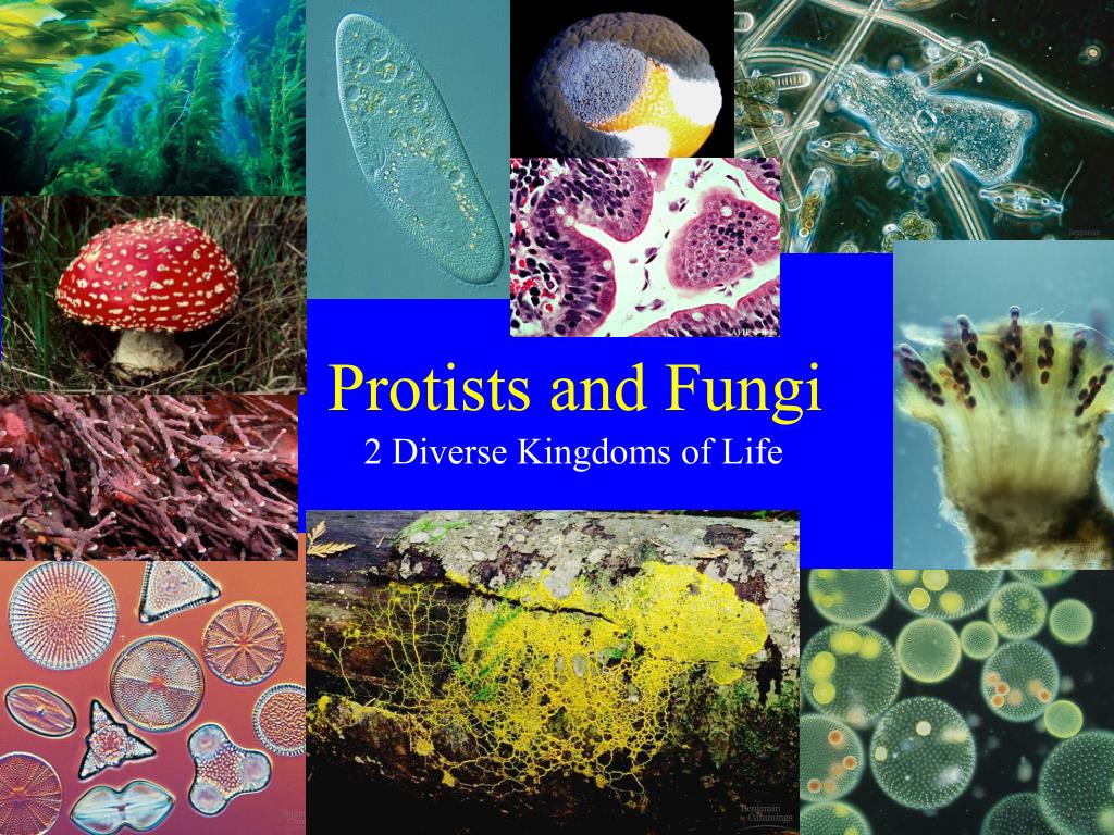 PPT - Protists and Fungi PowerPoint Presentation, free download - ID:235278