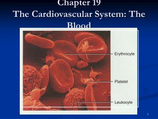 Chapter 19 The Cardiovascular System: The Blood