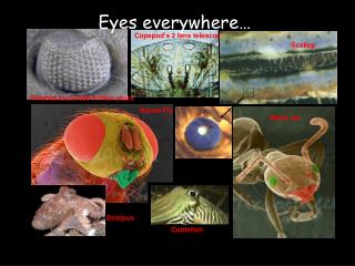 Eyes everywhere…