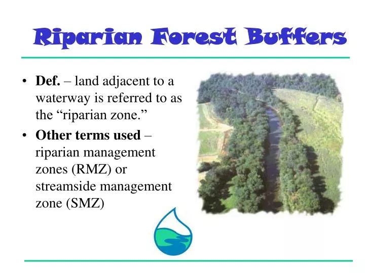 riparian forest buffers