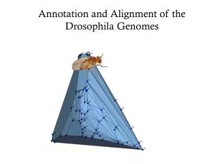 Annotation and Alignment of the Drosophila Genomes