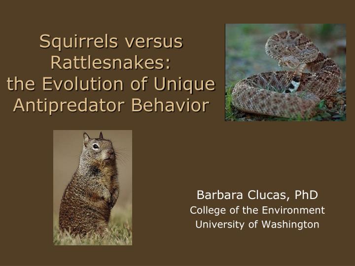 squirrels versus rattlesnakes the evolution of unique antipredator behavior