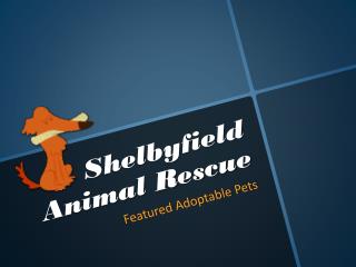 Shelbyfield Animal Rescue